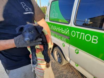 В Челябинской области зоозащитники сломали стену дома ради спасения щенка