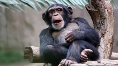 Зачем обезьянам кость внутри сердца — ученые объяснили