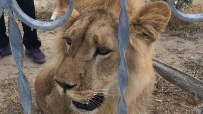 В Мангистауской области поймали взрослого льва. Полиция ищет его хозяина