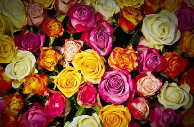 1,5 тыс. саженцев роз «Новая Голландия» подарила Луге