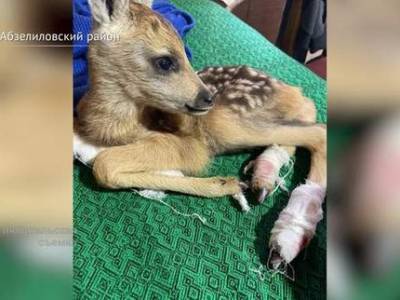 В Башкирии спасают оленёнка, угодившего в сенокосилку