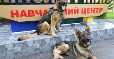 Защищать Зеленского: во Львовской области подготовили собак для президентской охраны