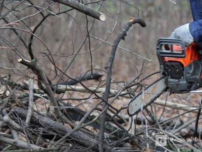 Почти полмиллиона рублей заплатит ветлужский браконьер за спиленные деревья