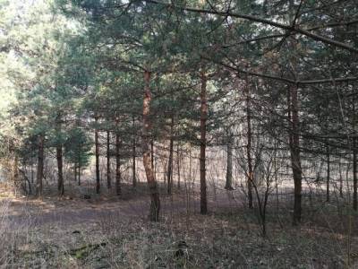В Ленобласти нашли мертвой заблудившуюся в лесу женщину