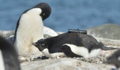 Ученые: пингвины только выиграют от потепления в Антарктике