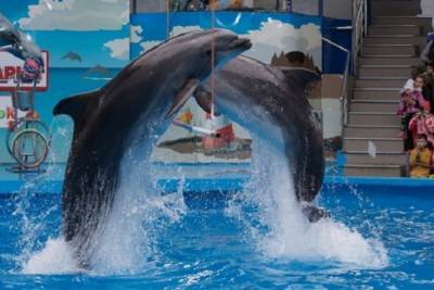 На Кубани с 27 июня открываются зоопарки и дельфинарии