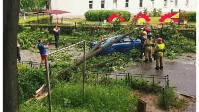 Власти Петербурга выплатят мужчине компенсацию за упавшее на машину дерево