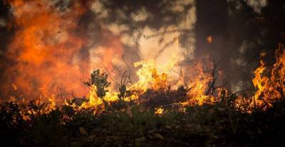 Нижегородские депутаты хотят разрешить вырубать деревья для предотвращения пожаров