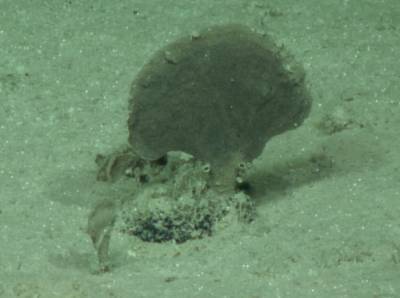 Найдено гигантское одноклеточное существо на дне океана