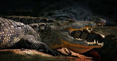 Крокодил съел рыбака на глазах у жены