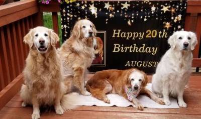 Собака из Теннесси стала старейшим золотистым ретривером в мире, отпраздновав 20-й день рождения