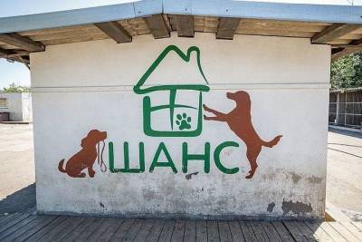 70 вольеров построят в новом приюте для животных в Пскове