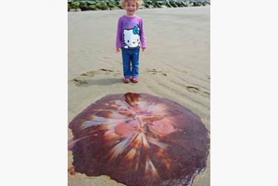 Пятилетняя девочка гуляла по пляжу и нашла самую крупную ядовитую медузу в мире