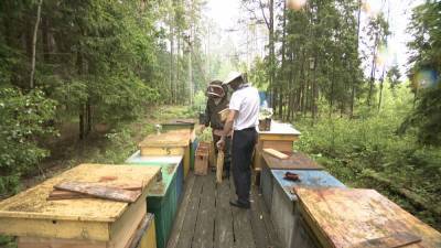 В Беларуси началась заготовка мёда