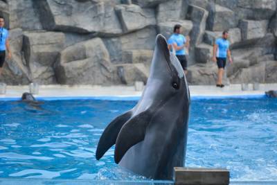 Батумский дельфинарий откроется для посетителей 30 июня