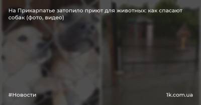 На Прикарпатье затопило приют для животных: как спасают собак (фото, видео)
