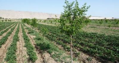Андрей Захватов: «Опыт и технологии Израиля в сельском хозяйстве могут преобразить Таджикистан»
