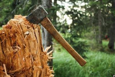 Выйду я березу заломати: в Ивановской области рубщик деревьев может нарваться на уголовный срок
