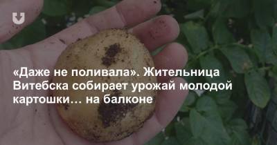 «Даже не поливала». Жительница Витебска собирает урожай молодой картошки… на балконе