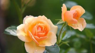 В Луге посадили около 1500 розовых кустов