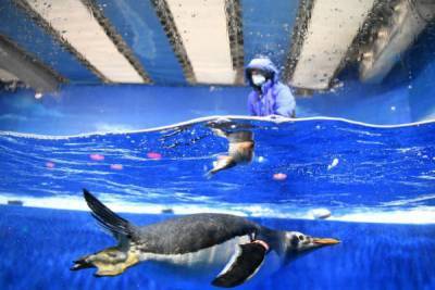 В китайском океанариуме устроили пир для пингвинов в честь праздника лета