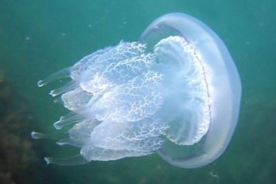 Пятилетняя девочка нашла большую ядовитую медузу