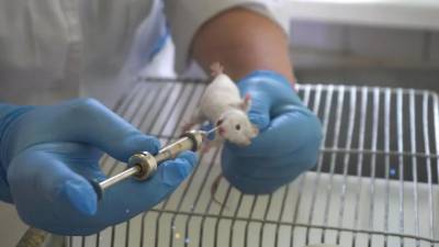 Ученые из университета Петра Великого разрабатывают вакцину от коронавируса