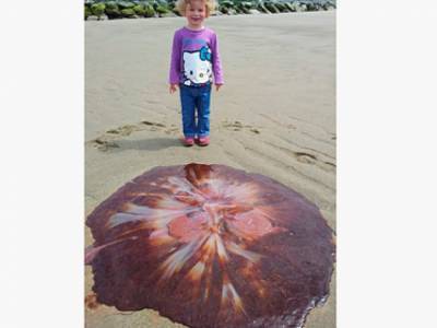 Девочка нашла на пляже самую крупную в мире ядовитую медузу
