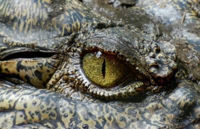 Крокодил заживо съел рыбака на глазах у его жены