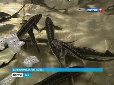 Ценные породы рыб на Дону воспроизводят при финансовой поддержке правительства региона