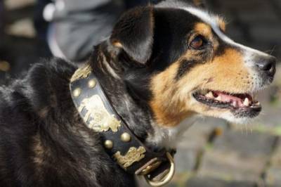 В Польше собака три дня звала на помощь людей и охраняла хозяина, погрязшего в болоте