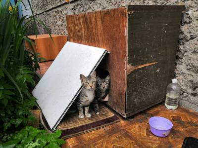 При ремонте двора на Тихоокеанской коты пострадать не должны