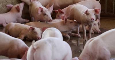 Четвертый очаг вируса африканской чумы свиней выявлен в Приморье