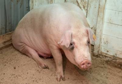 Очаг вируса африканской чумы свиней выявлен еще в одном районе Приморья