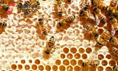 В новосибирском селе массово гибнут пчелы