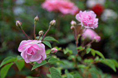 Розы популярных видов расцвели на ВДНХ