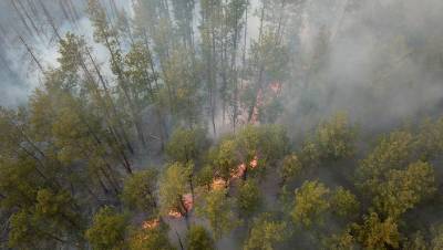 Площадь лесных пожаров в России за сутки выросла на 23 тысячи гектаров
