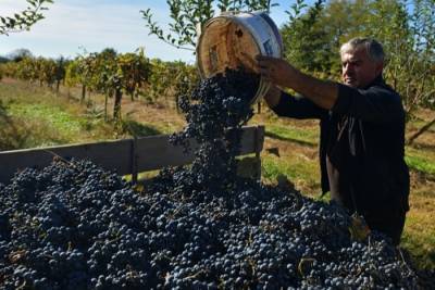 В РФ вступает в силу закон о виноградарстве и виноделии