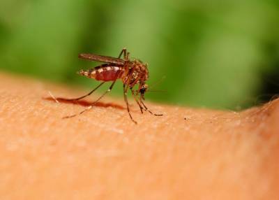 Ученый рассказал, представляют ли опасность малярийные комары