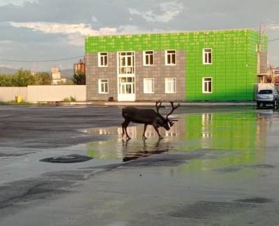 Фото дня: Возле торгового центра в Улан-Удэ бродил олень