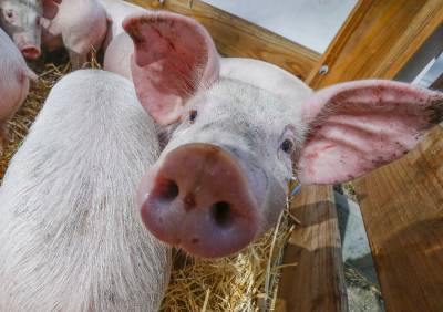 В Смоленской области ликвидировали вспышку африканской чумы свиней