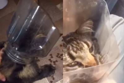 «Я у мамы идиот»: Жадный кот застрял в банке и стал звездой Сети