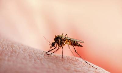 Выяснилось, могут ли комары переносить коронавирус