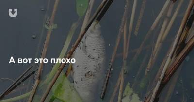 Из-за жары в водоемах Беларуси погибает рыба — уже 15 случаев за два месяца