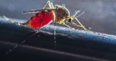 Эксперт объяснил, почему комары так активны этим летом