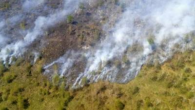 Гидрометцентр назвал регионы с наибольшим риском лесных пожаров