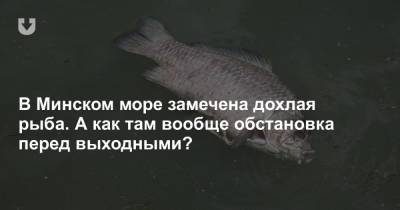 В Минском море замечена дохлая рыба. А как там вообще обстановка перед выходными?