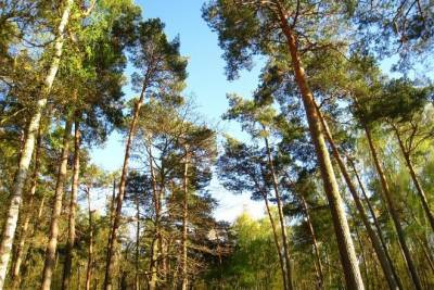В 15 районах Минщины запретили посещать леса