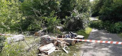 В Екатеринбурге активисты обратятся в полицию из-за срубленных в парке УрГУПС деревьев
