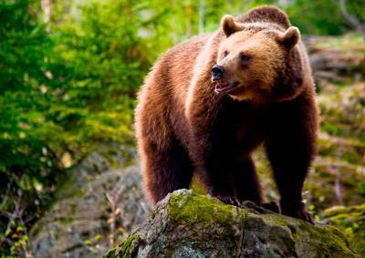 В Чехии медведь задрал пять овец и разрушил пасеку